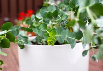 راز داشتن اکالیپتوس سالم و پرپشت در گلدان + ترفندهای مهم