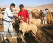 رضوان: ۱۳ هزار دام سبک و سنگین در کاشان واکسینه شد رضوان: ۱۳ هزار دام سبک و سنگین در کاشان واکسینه شد