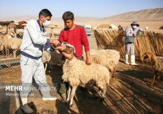 رضوان: ۱۳ هزار دام سبک و سنگین در کاشان واکسینه شد