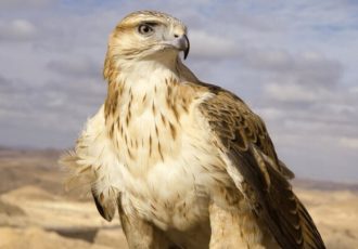 رهاسازی سارگپه درمان‌ شده در دره‌ هایقر فیروزآباد