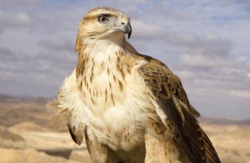 رهاسازی سارگپه درمان‌ شده در دره‌ هایقر فیروزآباد