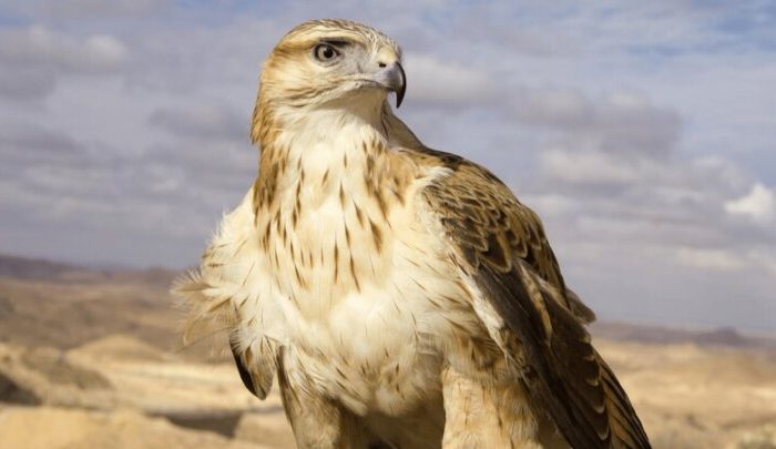 رهاسازی سارگپه درمان‌ شده در دره‌ هایقر فیروزآباد