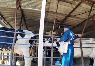 سرگزی:  ۴۷ هزار رأس دام سنگین علیه لمپی‌اسکین واکسینه شدند