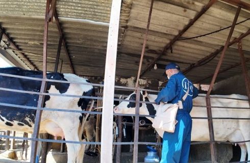 سرگزی:  ۴۷ هزار رأس دام سنگین علیه لمپی‌اسکین واکسینه شدند