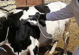 سویه جدید تب برفکی در وضعیت مهار است