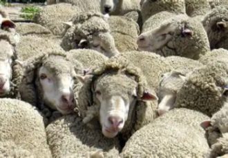 سیاهزخم (شاربن): قاتل خاموش گوسفندان سیاهزخم (شاربن): قاتل خاموش گوسفندان