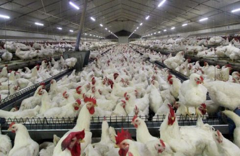 شجاعی: ۱۰ هزار واحد برای آنفلوآنزای فوقحاد طیور درمازندران پایش شدند شجاعی: ۱۰ هزار واحد برای آنفلوآنزای فوقحاد طیور درمازندران پایش شدند