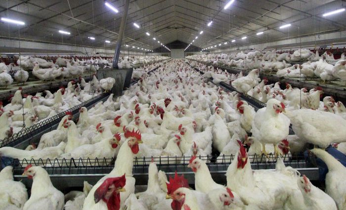 شجاعی: ۱۰ هزار واحد برای آنفلوآنزای فوق‌حاد طیور درمازندران پایش شدند