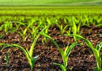 طرح یک جا کشت و کشت قراردادی  در اراضی آذربایجان غربی اجرا می شود