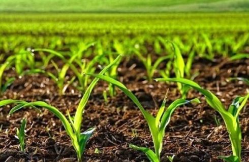 طرح یک جا کشت و کشت قراردادی  در اراضی آذربایجان غربی اجرا می شود