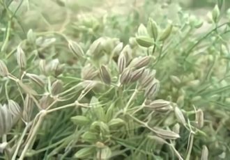 قادری: زیره سبز در بیش از ۳۰۰ هکتار از اراضی تربت حیدریه کشت می شود