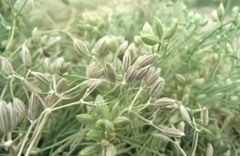 قادری: زیره سبز در بیش از ۳۰۰ هکتار از اراضی تربت حیدریه کشت می شود