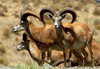 محیط زیست اصفهان: حیات وحش از تب برفکی مصون مانده است