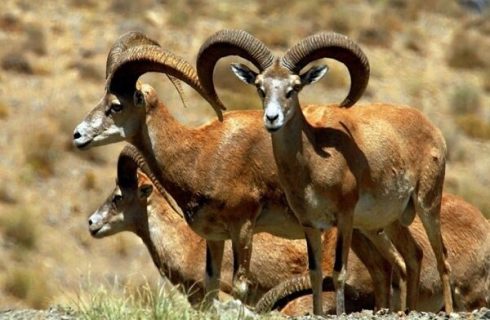 محیط زیست اصفهان: حیات وحش از تب برفکی مصون مانده است