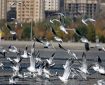 محیط‌زیست اصفهان: صدور مجوز شکار پرندگان به دلیل آنفلوآنزا ممنوع شد