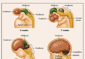 معمای شروع زایمان؛ آیا مغز جنین فرمان تولد را صادر می‌کند؟