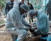 پایش بیماری آنفلوآنزای پرندگان در بوشهر انجام شد
