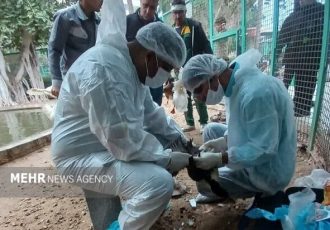 پایش بیماری آنفلوآنزای پرندگان در بوشهر انجام شد