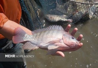 پرورش تیلاپیا اکوسیستم را تخریب میکند؛ مخالفت قاطع محیطزیست اصفهان پرورش تیلاپیا اکوسیستم را تخریب میکند؛ مخالفت قاطع محیطزیست اصفهان