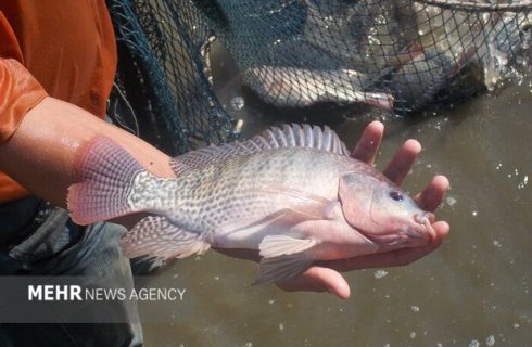 پرورش تیلاپیا اکوسیستم را تخریب میکند؛ مخالفت قاطع محیطزیست اصفهان پرورش تیلاپیا اکوسیستم را تخریب میکند؛ مخالفت قاطع محیطزیست اصفهان