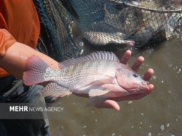 پرورش تیلاپیا اکوسیستم را تخریب می‌کند؛ مخالفت قاطع محیط‌زیست اصفهان