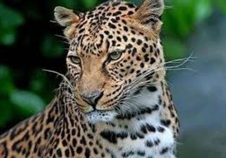 پلنگ ایرانی در پارک ملی لار دیده شد