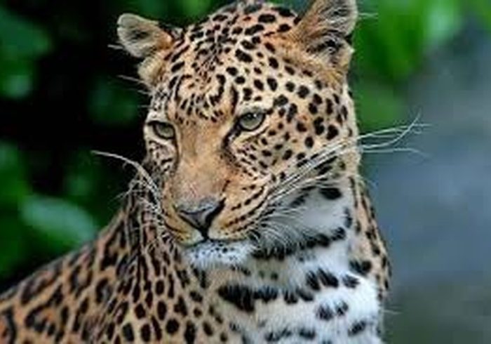 پلنگ ایرانی در پارک ملی لار دیده شد