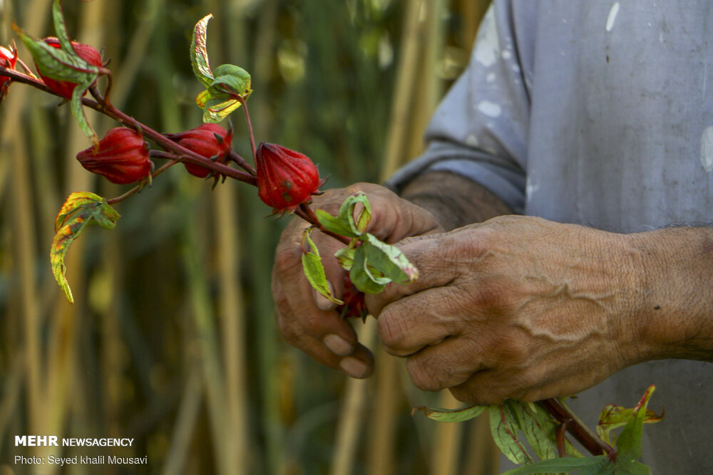 چای ترش؛ نوشیدنی کمکالری پرخاصیت چای ترش؛ نوشیدنی کمکالری پرخاصیت