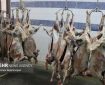 کاهش ۱۰ درصدی قیمت گوشت قرمز در قزوین در دستور کار است کاهش ۱۰ درصدی قیمت گوشت قرمز در قزوین در دستور کار است