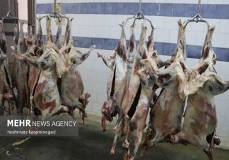کاهش ۱۰ درصدی قیمت گوشت قرمز در قزوین در دستور کار است