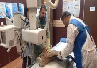 کرکس زخمی در باشت نجات یافت؛تلاش برای پایان درمان و بازگشت به طبیعت