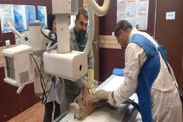 کرکس زخمی در باشت نجات یافت؛تلاش برای پایان درمان و بازگشت به طبیعت