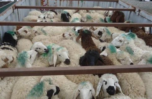 کشف ۶۹ رأس دام قاچاق در شهرستان ثلاث باباجانی