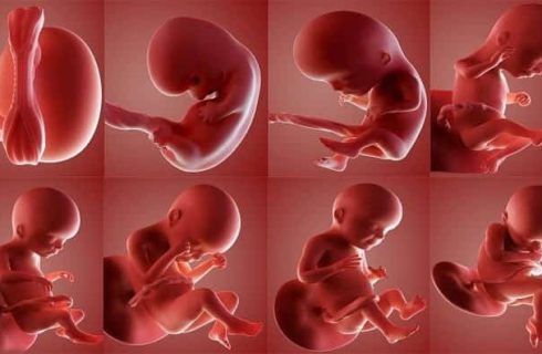 رشد جنین و پایش تخصصی بارداری؛ راهنمای کامل از سونوگرافی تا تصمیم‌گیری پزشکی