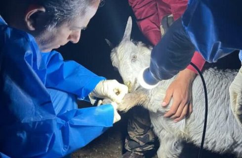بیماری‌یابی دام در مناطق عشایرنشین «بن‌بید» دشتی انجام شد