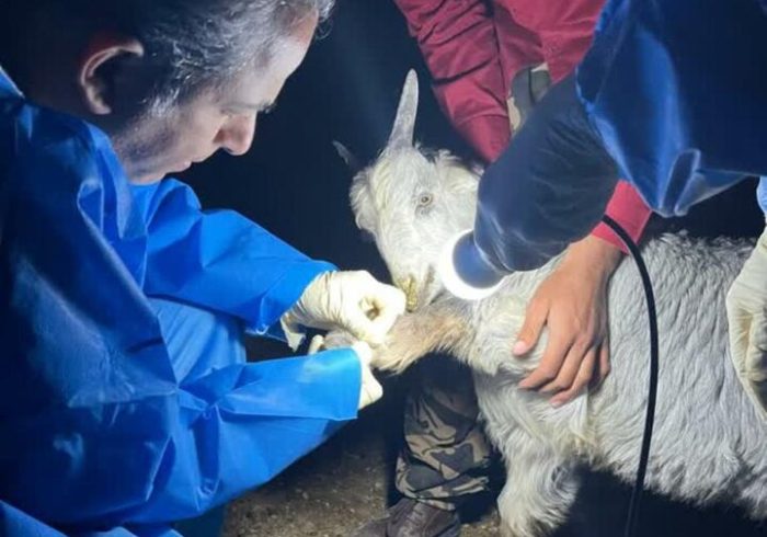 بیماری‌یابی دام در مناطق عشایرنشین «بن‌بید» دشتی انجام شد