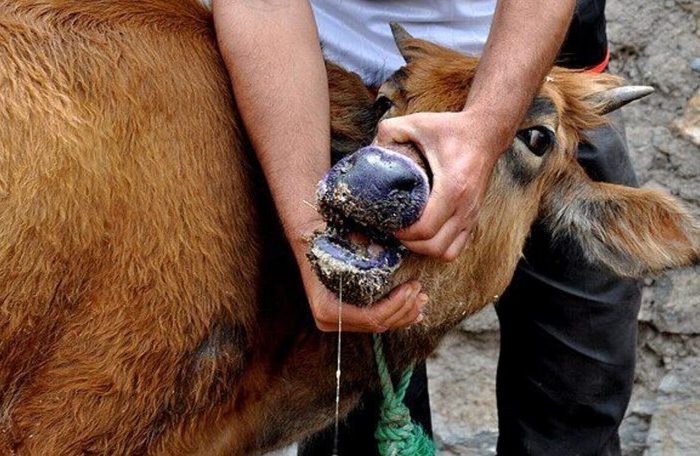 خسارت تب برفکی در صنعت دامداری فقط ۲ درصد بود