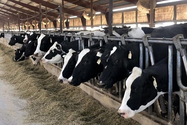 فتح بازار مگافارم‌های ایران توسط یک شرکت دانش بنیان