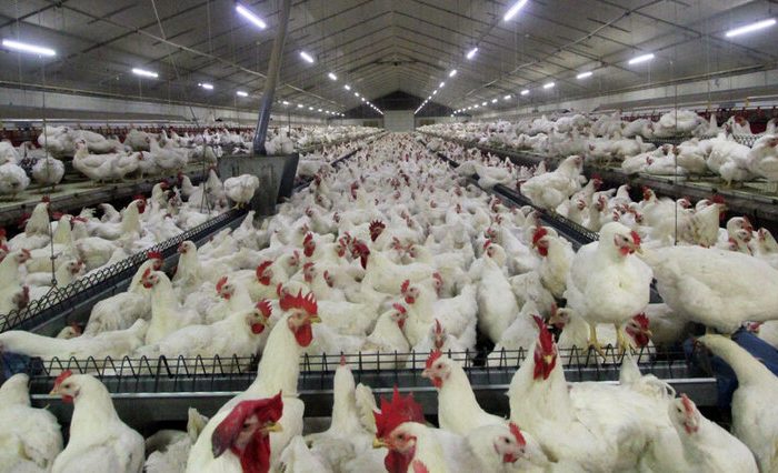 آغاز اجرای طرح ساماندهی مرغداری‌های فاقد مجوز در مازندران