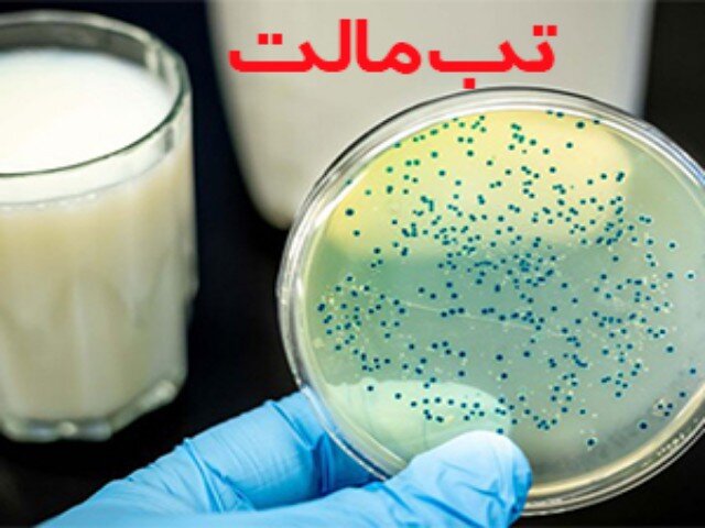 ابتلا به تب مالت در کرمانشاه ۳۴ درصد کاهش یافت