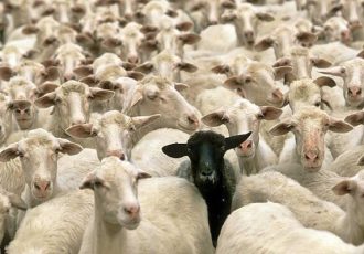 بساطی: ۱۱۵ رأس دام قاچاق در نایین توقیف شد