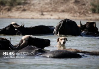 توسعه صنعت گاومیش‌داری در میانکاله نیازمند حمایت است