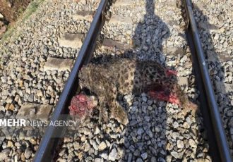 جزئیات برخورد قطار با پلنگ ایرانی در فیروزکوه تشریح شد/انتقال لاشه