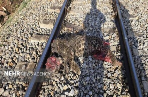 جزئیات برخورد قطار با پلنگ ایرانی در فیروزکوه تشریح شد/انتقال لاشه
