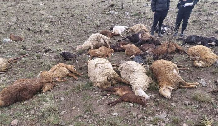 دامود: ۳۰ رأس دام تلف‌شده بر اثر صاعقه در هرسین دفن بهداشتی شد