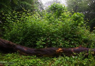 درختان شکسته در جنگل ها جمع‌آوری شود؛ ساماندهی حریم دریا