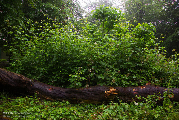 درختان شکسته در جنگل ها جمع‌آوری شود؛ ساماندهی حریم دریا