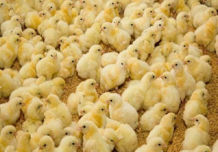 رشد تولید در صنعت مرغداری استان مرکزی با ۳۹ میلیون قطعه جوجه‌ریزی
