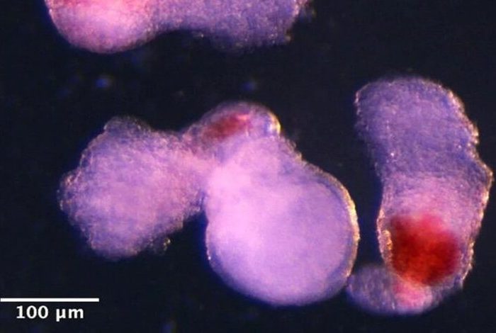 قبل از تعرض به انستیتو پاستور نمونه‌های سلولی خارج شده بودند