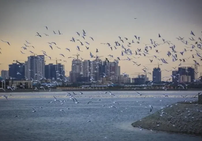 ماجرای مشاهده حشرات ریز دریاچه چیتگر چیست؟